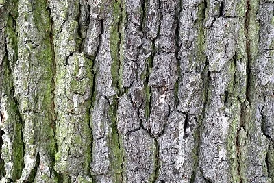 Furnierkante Eiche 2
