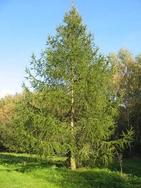Chant en bois veritable mélèze