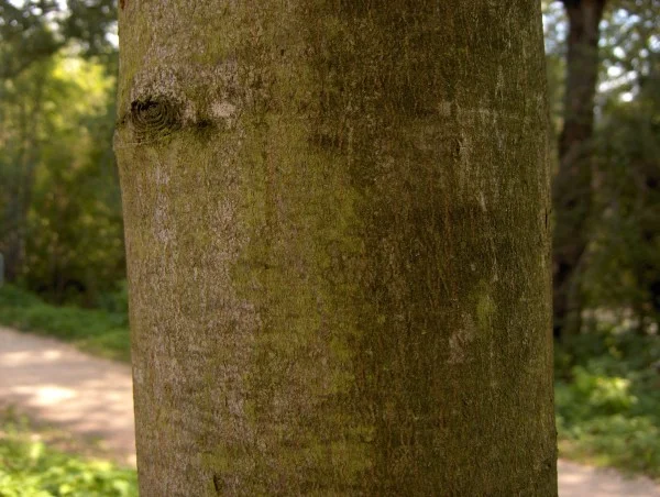 Furnierkante Ahorn 2