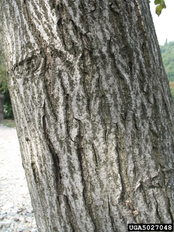 Furnierkante Nussbaum 2