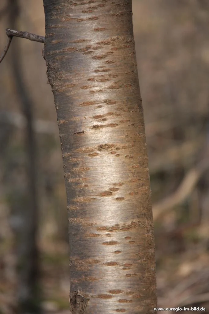 Furnierkante Kirschbaum 2