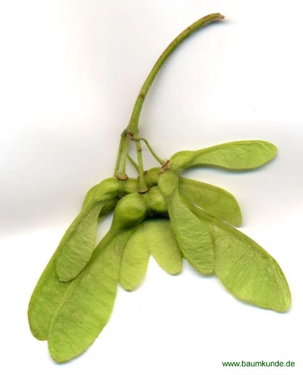 Furnierkante Ahorn 5