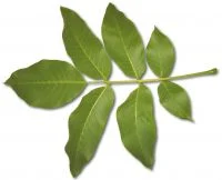Furnierkante Nussbaum 3